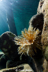Only managed 1 shot of this tube worm before it disappear... by Cade Butler 